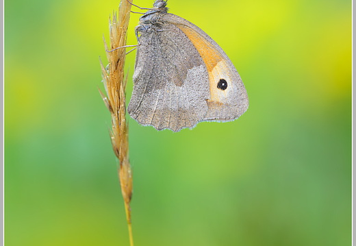 Großes-Ochsenauge (Maniola jurtina)