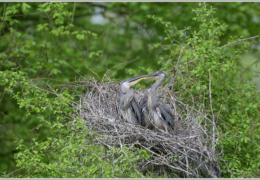 Graureiher (Ardea cinerea)