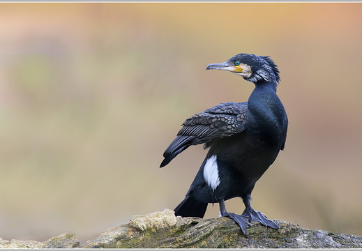 Kormoran (Phalacrocorax carbo)
