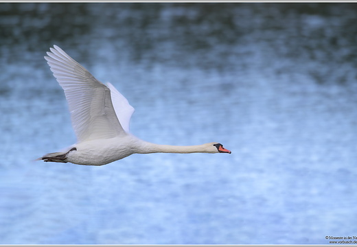 Höckerschwan (Cygnus olor)
