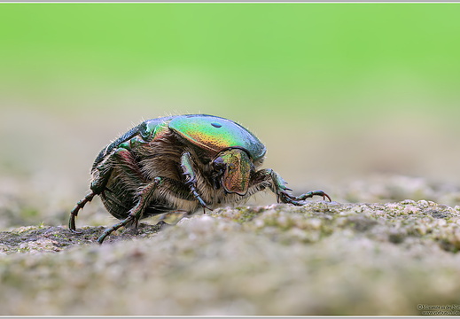 Goldglänzender-Rosenkäfer (Cetonia aurata)