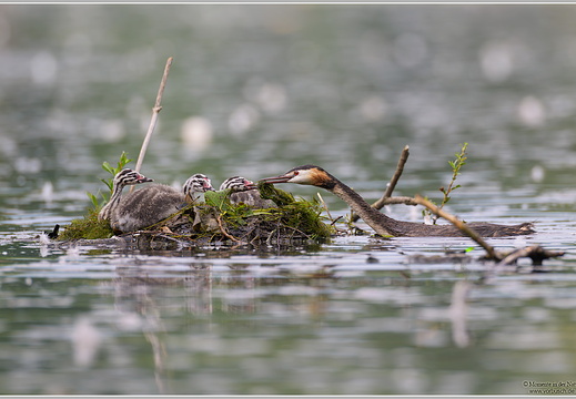Haubentaucher (Podiceps cristatus)