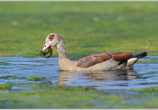 Nilgans (Alopochen aegyptiacus)