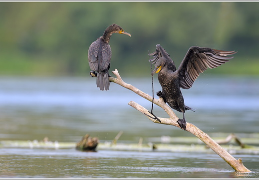 Kormoran (Phalacrocorax carbo)