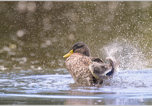 Stockente (Anas platyrhynchos)