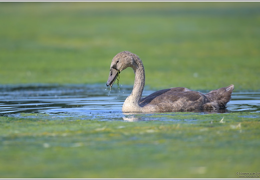 Höckerschwan (Cygnus olor)
