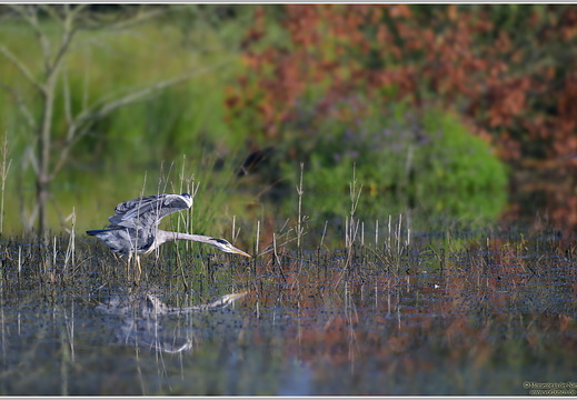 Graureiher (Ardea cinerea)