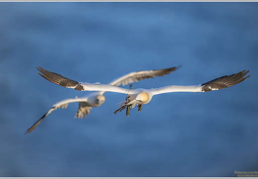 Basstoelpel (Sula bassana)