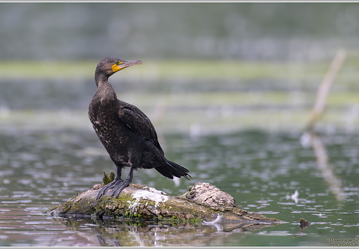 Kormoran (Phalacrocorax carbo)