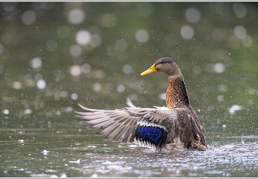 Stockente (Anas platyrhynchos)