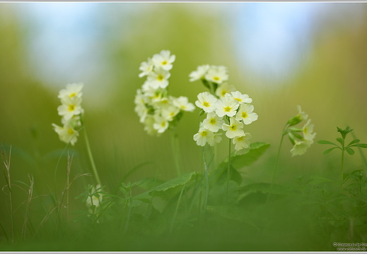 Schlüsselblume (Primula veris)