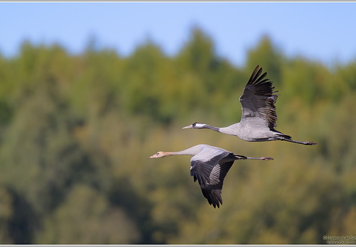 Grauer Kranich (Grus grus)