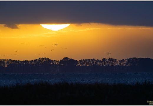 Grauer Kranich (Grus grus)