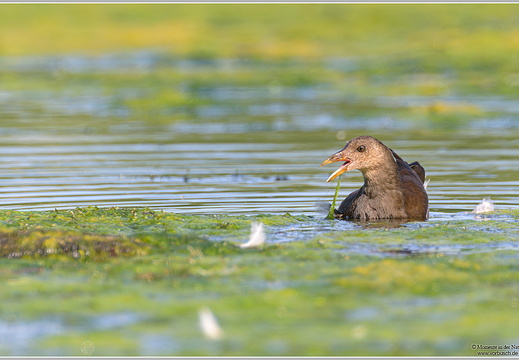 Teichhuhn (Gallinula chloropus)