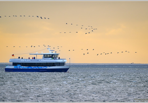 Grauer Kranich (Grus grus)