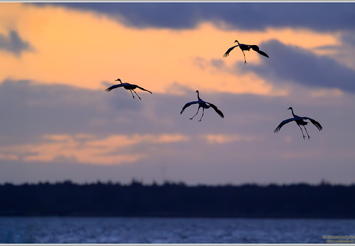 Grauer Kranich (Grus grus)