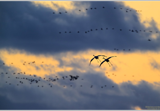 Grauer Kranich (Grus grus)