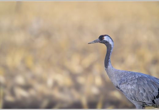 Grauer Kranich (Grus grus)