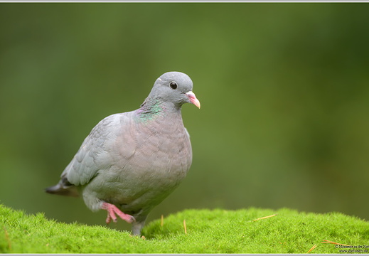Hohltaube (Columba oenas)