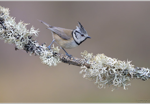 Haubenmeise (Parus cristatus)