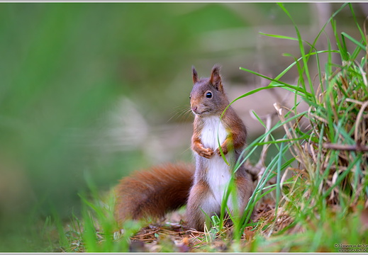 Eichhörnchen (Sciurus vulgaris)