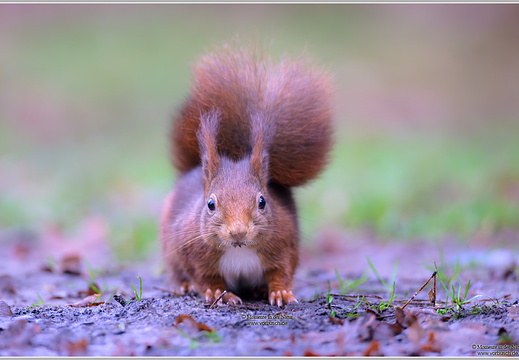 Eichhörnchen (Sciurus vulgaris)