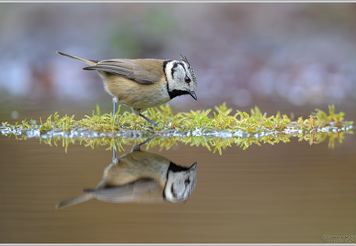 Haubenmeise (Parus cristatus)