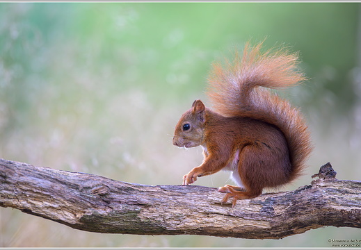 Eichhörnchen (Sciurus vulgaris)