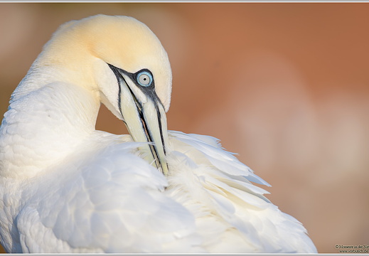 Basstoelpel (Sula bassana)