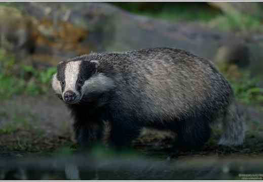 Europäicher Dachs (Meles meles)