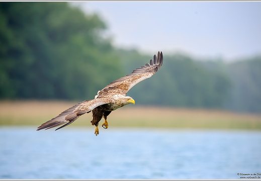 Seeadler (Haliaeetus albicilla)