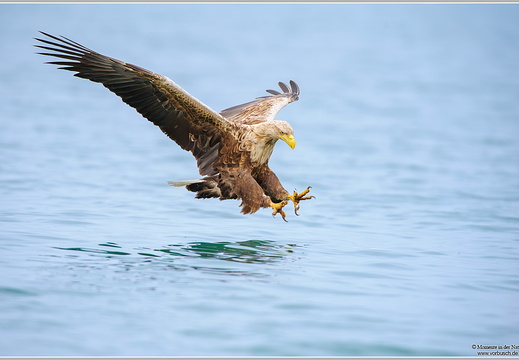 Seeadler (Haliaeetus albicilla)
