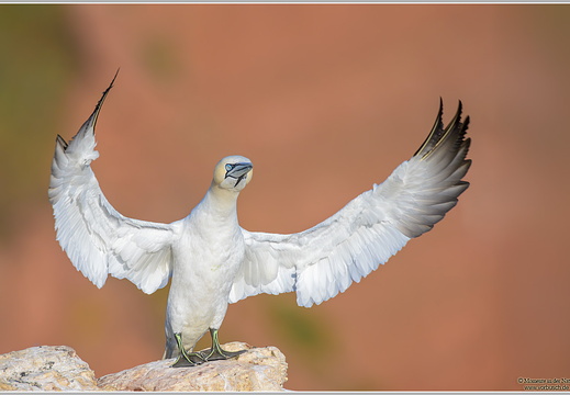 Basstoelpel (Sula bassana)