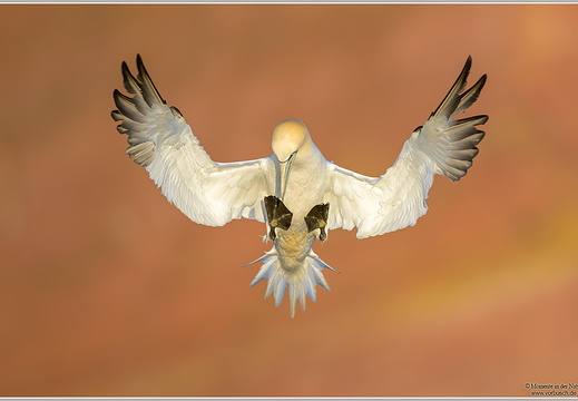 Basstoelpel (Sula bassana)