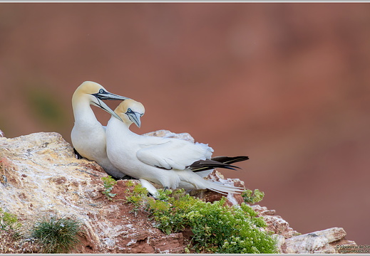 Basstoelpel (Sula bassana)