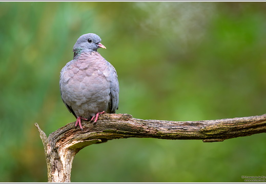 Hohltaube (Columba oenas)