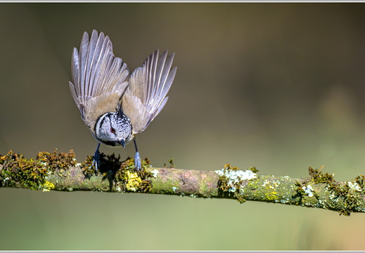 Haubenmeise (Parus cristatus)