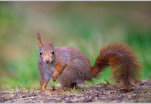 Eichhörnchen (Sciurus vulgaris)