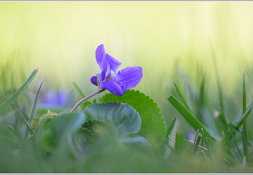 Veilchen (Viola)