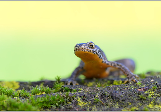 Bergmolch-(Triturus-alpestris)19