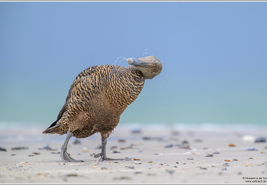 Eiderente (Somateria mollissima)