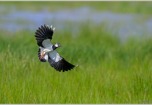 Kiebitz-(Vanellus-vanellus)10