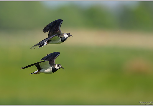 Kiebitz (Vanellus vanellus)