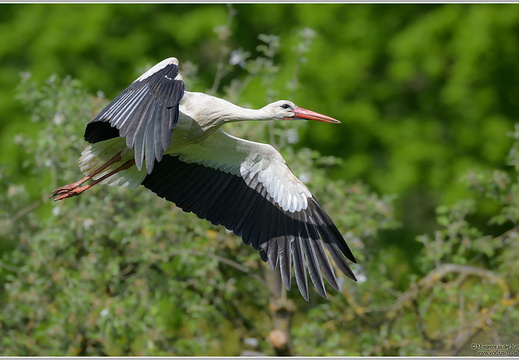 Weisstorch (Ciconia ciconia)