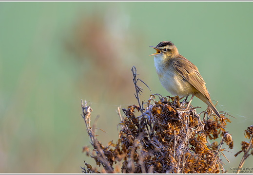 Schilfrohrsänger (Acrocephalus schoenobaenus)
