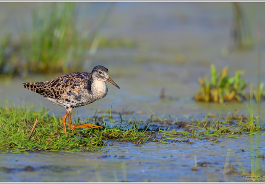 Kampfläufer (Calidris pugnax)