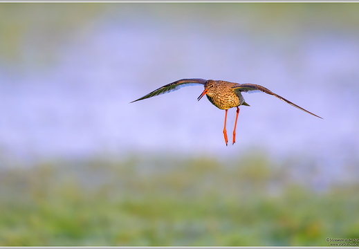 Rotschenkel (Tringa totanus)