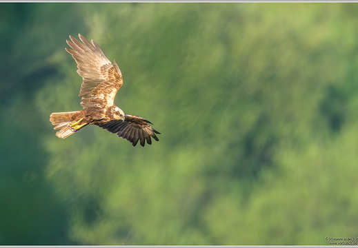 Rohrweihe (Circus aeruginosus)