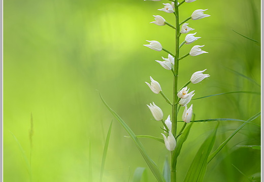 Langblättriges Waldvöglein (Cephalanthera longifolia)