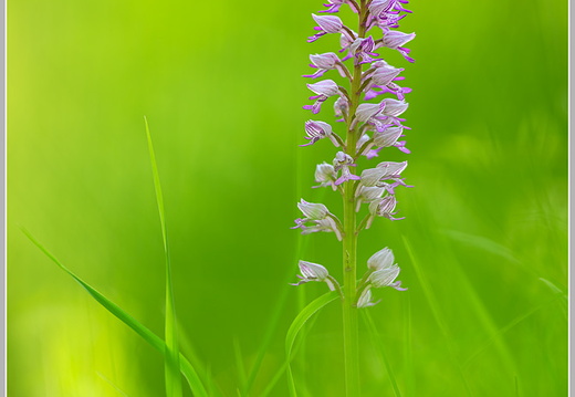 Helm Knabenkraut (Orchis militaris)